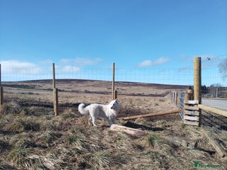 German Shepherd dogs in Ballindalloch - Advert 3