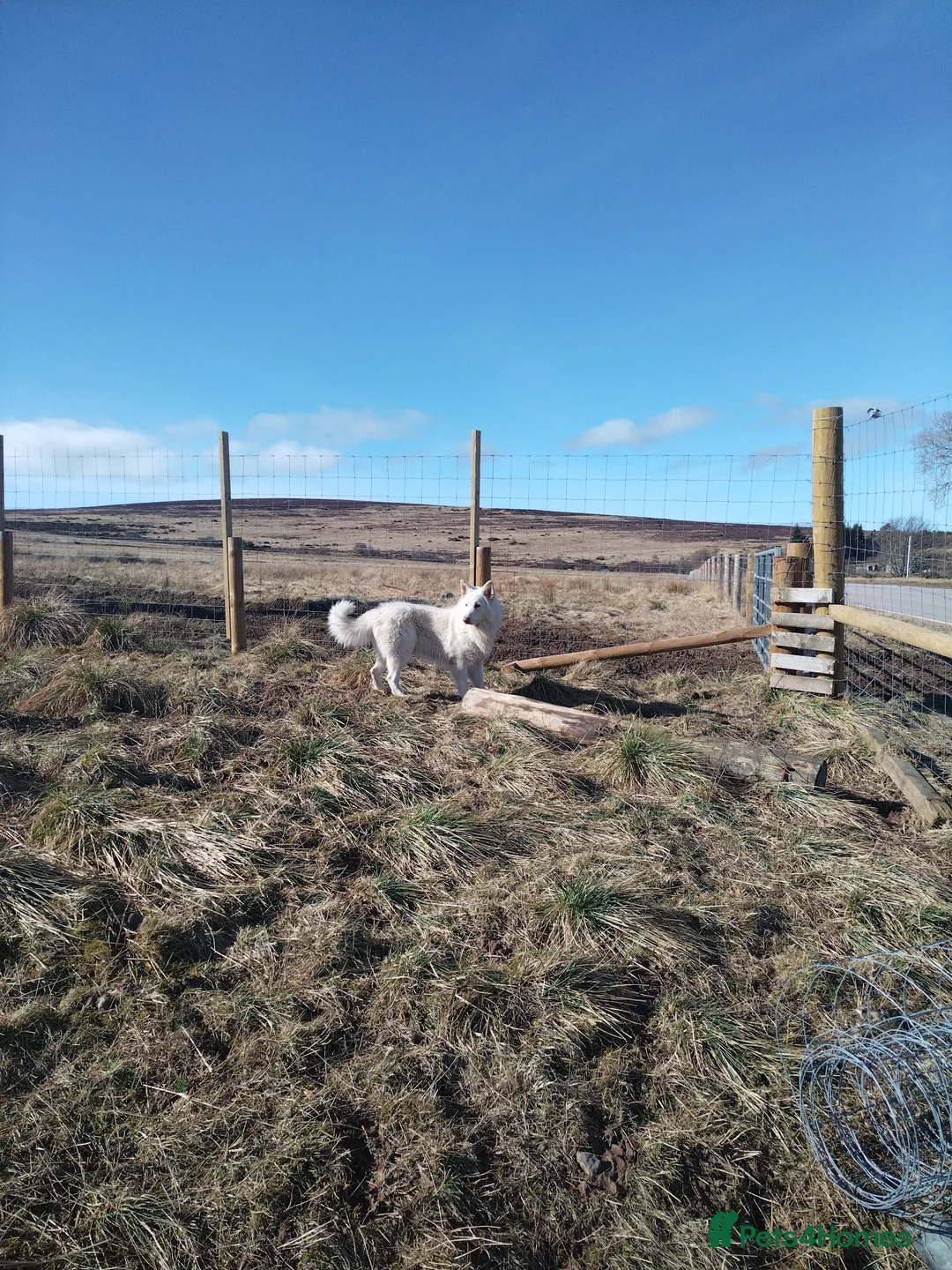 German Shepherd dogs for stud: Dresden - dog for stud in Ballindalloch - Advert 1