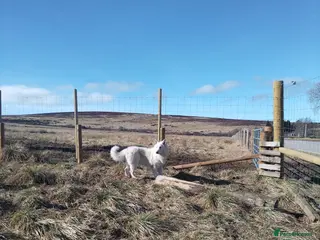 German Shepherd dogs Dresden - dog for stud in Ballindalloch - Advert 23