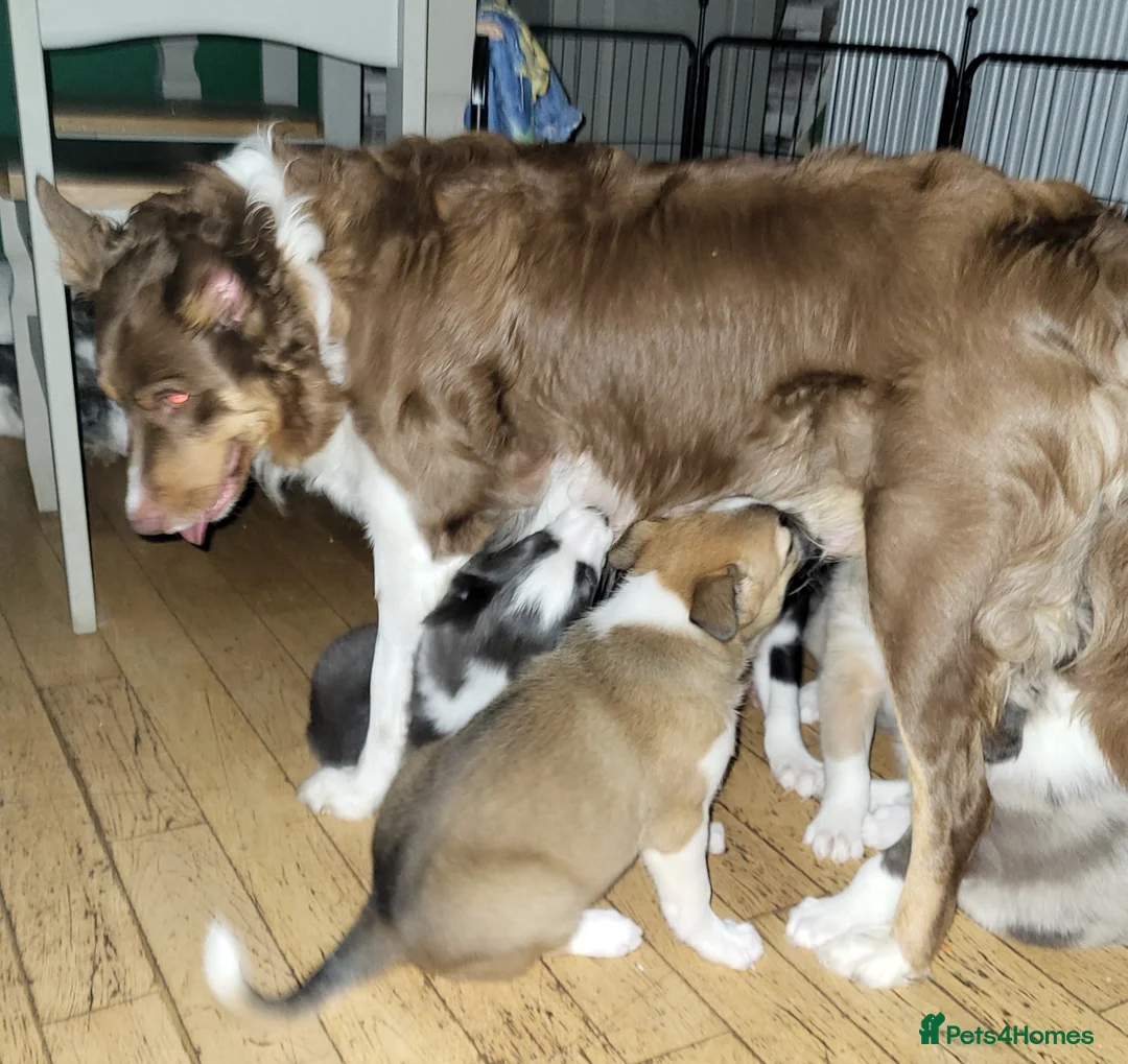 Border Collie dogs for sale: 3 boys, 1 girl in Wellingborough - Advert 14