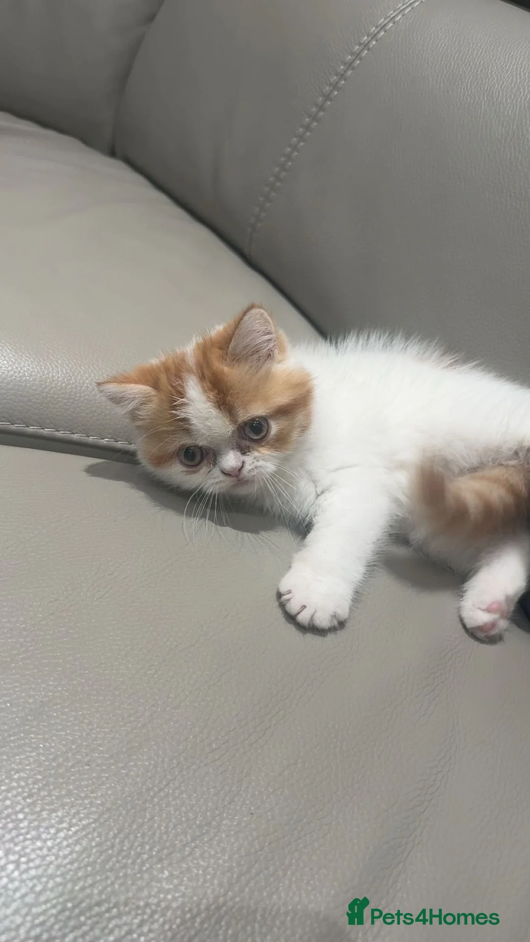 Exotic cats for sale: Adorable Exotic Shorthair – Sweet and Playful - Advert 2