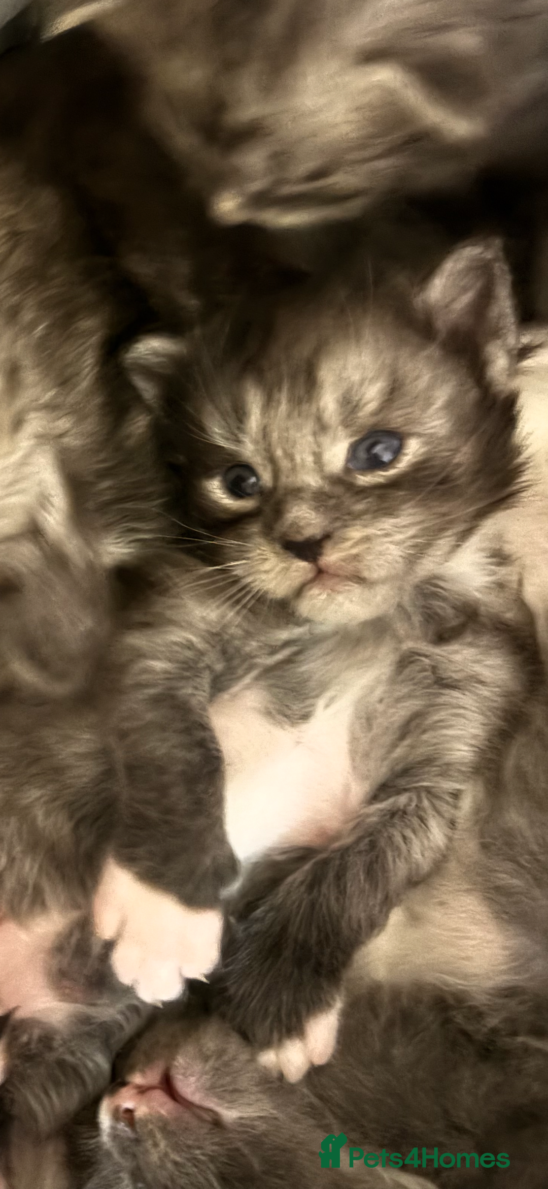 Maine Coon cats for sale: Beautiful Black/silver mackerel  tabby Maine coons - Advert 9