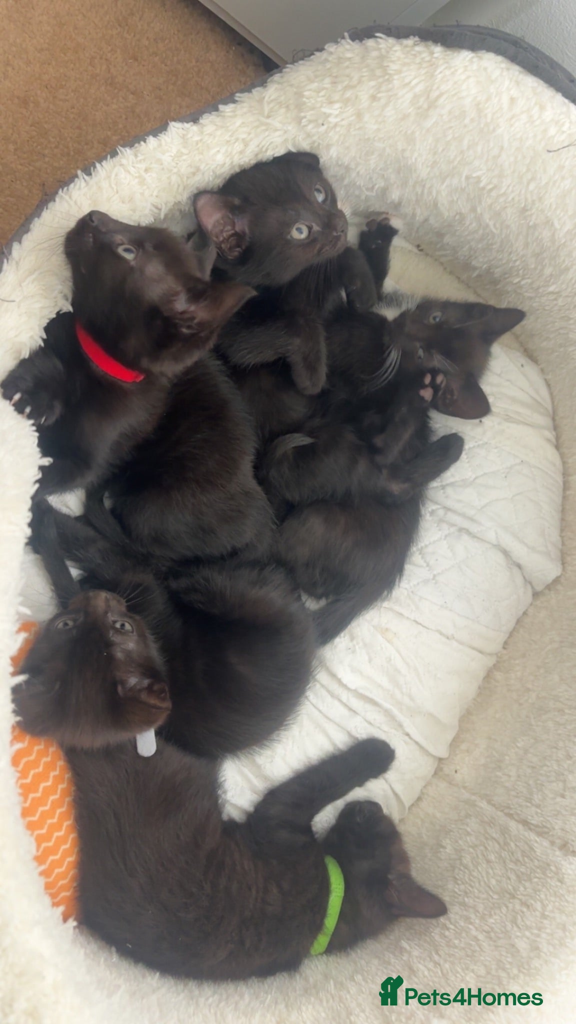 Domestic Shorthair cats 4 male kittens - Advert 3