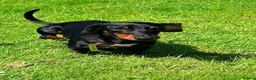 Miniature Dachshund dogs for sale: KC PRA Clear Champion lines Miniature Dachshunds - Advert 10