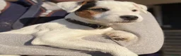 Parson Russell dogs for sale: Stunning KC Reg Parson Russell Terriers - Advert 7