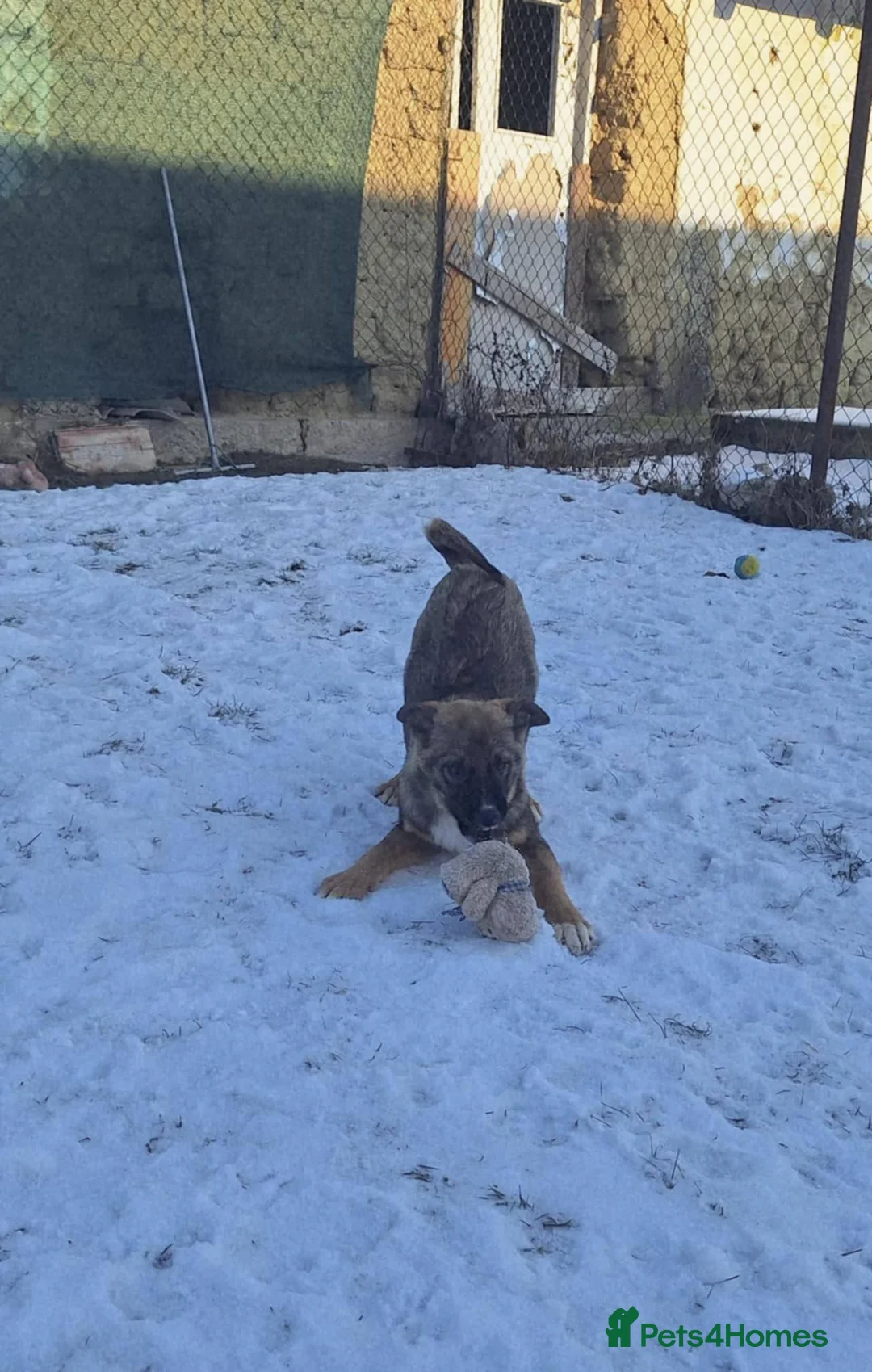 Mixed Breed dogs for adoption: Colby for adoption - Advert 4