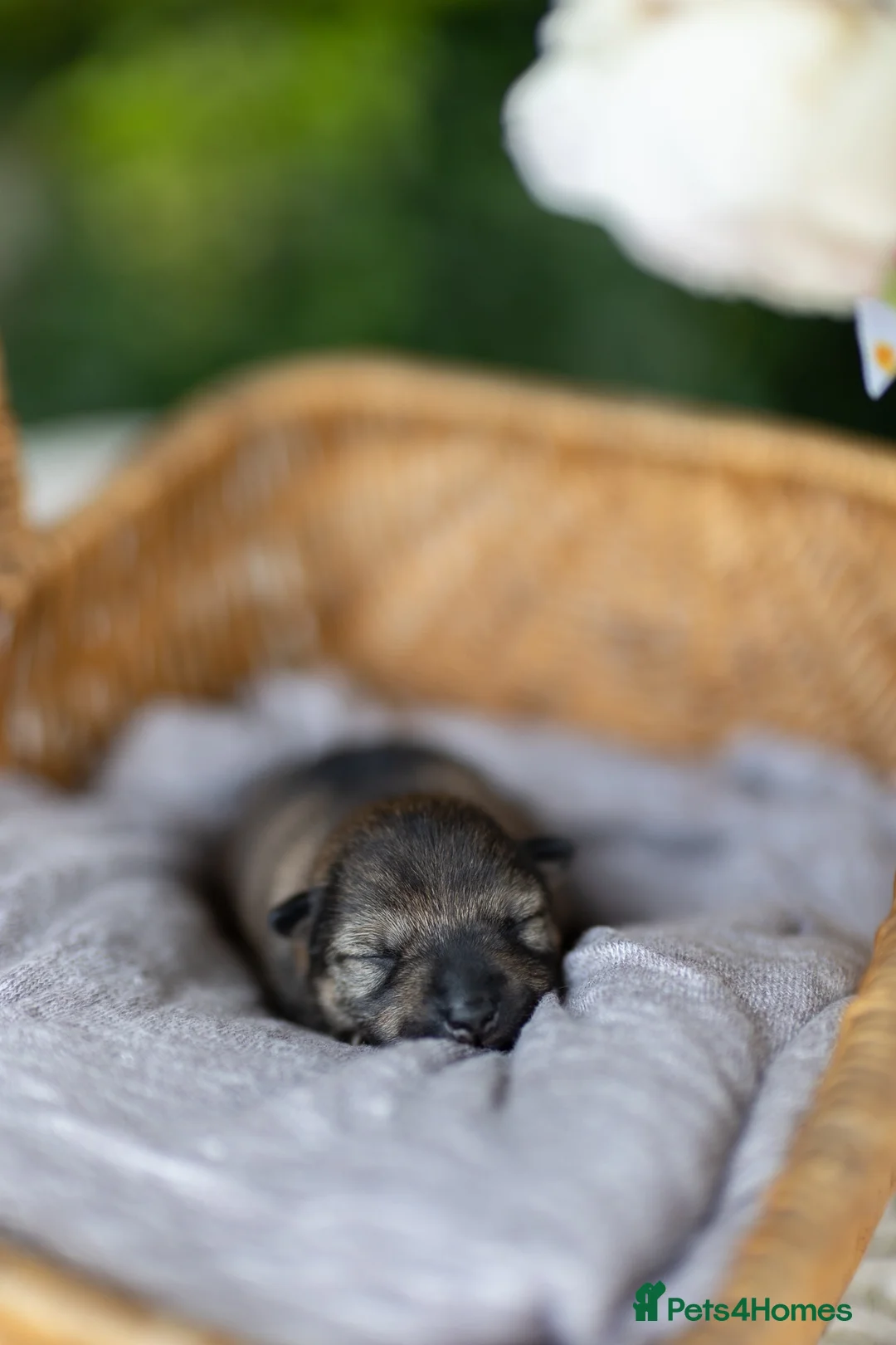 Japanese Shiba Inu dogs for sale: Rare Black Sesame Shiba | Japanese Bloodlines - Advert 15