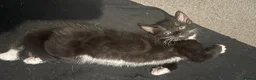 Russian Blue cats for sale: Russian blue x Domestic Short hair kittens  - Advert 10