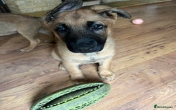 Mixed Breed dogs for sale: READY TO GO-Belgian shepherd/German shepherd pups  - Image 5