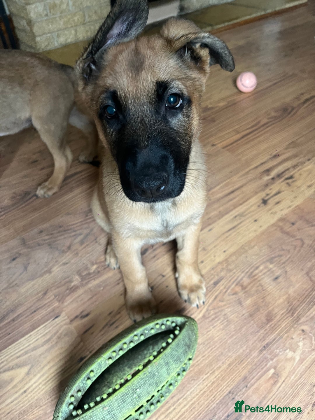 Mixed Breed dogs for sale: READY TO GO-Belgian shepherd/German shepherd pups  - Image 5