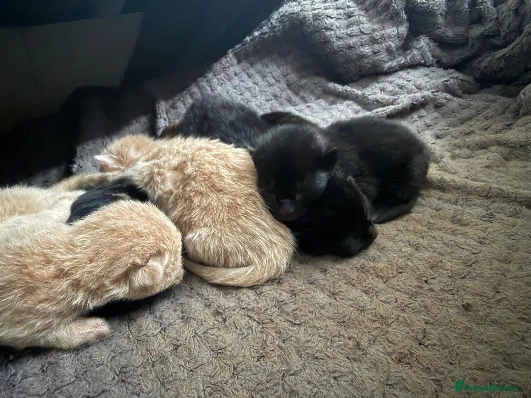 Mixed Breed cats for sale: Adorable British Longhair & Ragdoll Mix Kitten 🐾 - Advert 2