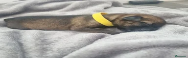 Border Terrier Puppy 3
