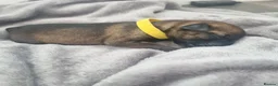 Border Terrier dogs for sale: Beautiful Kc registered Border Terrier Puppies  in Barnsley - Advert 2