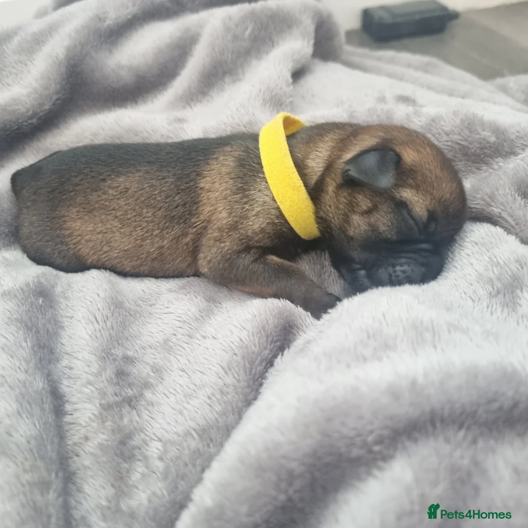 Border Terrier dogs for sale: Beautiful Kc registered Border Terrier Puppies  in Barnsley - Advert 2