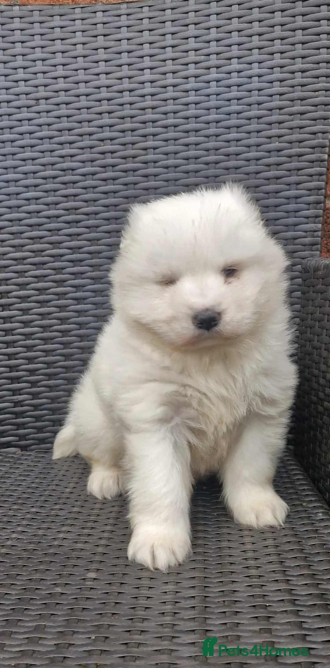 Samoyed dogs for sale: A beautiful little Samoyed girl for sale in Ashbourne - Advert 17