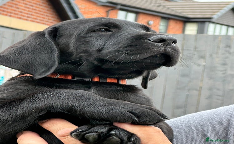 Labrador Retriever dogs - Advert 3