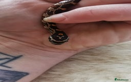 Corn Snake reptiles for sale: Baby corn snakes - Image 20