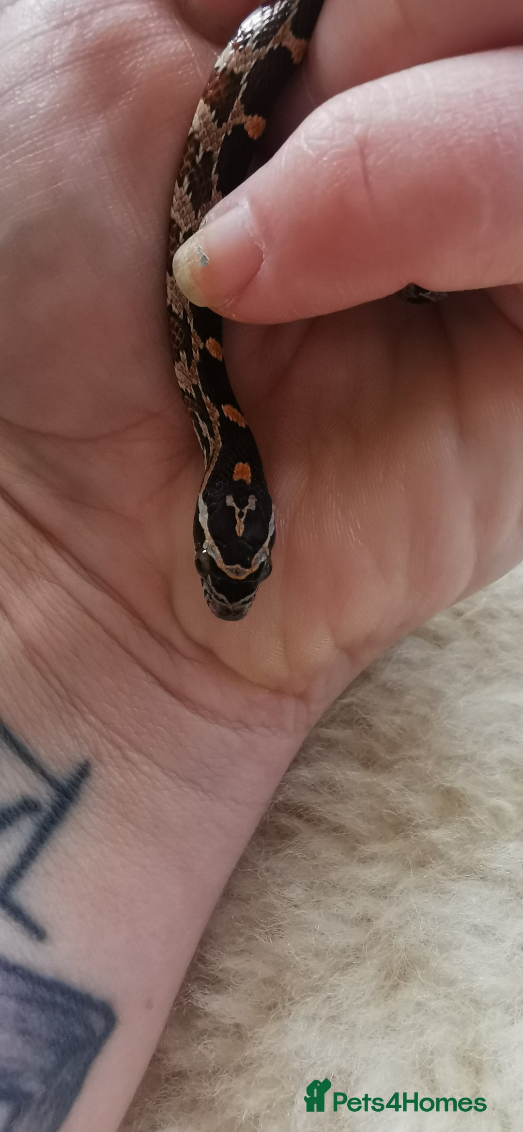 Corn Snake reptiles for sale: Baby corn snakes - Image 20