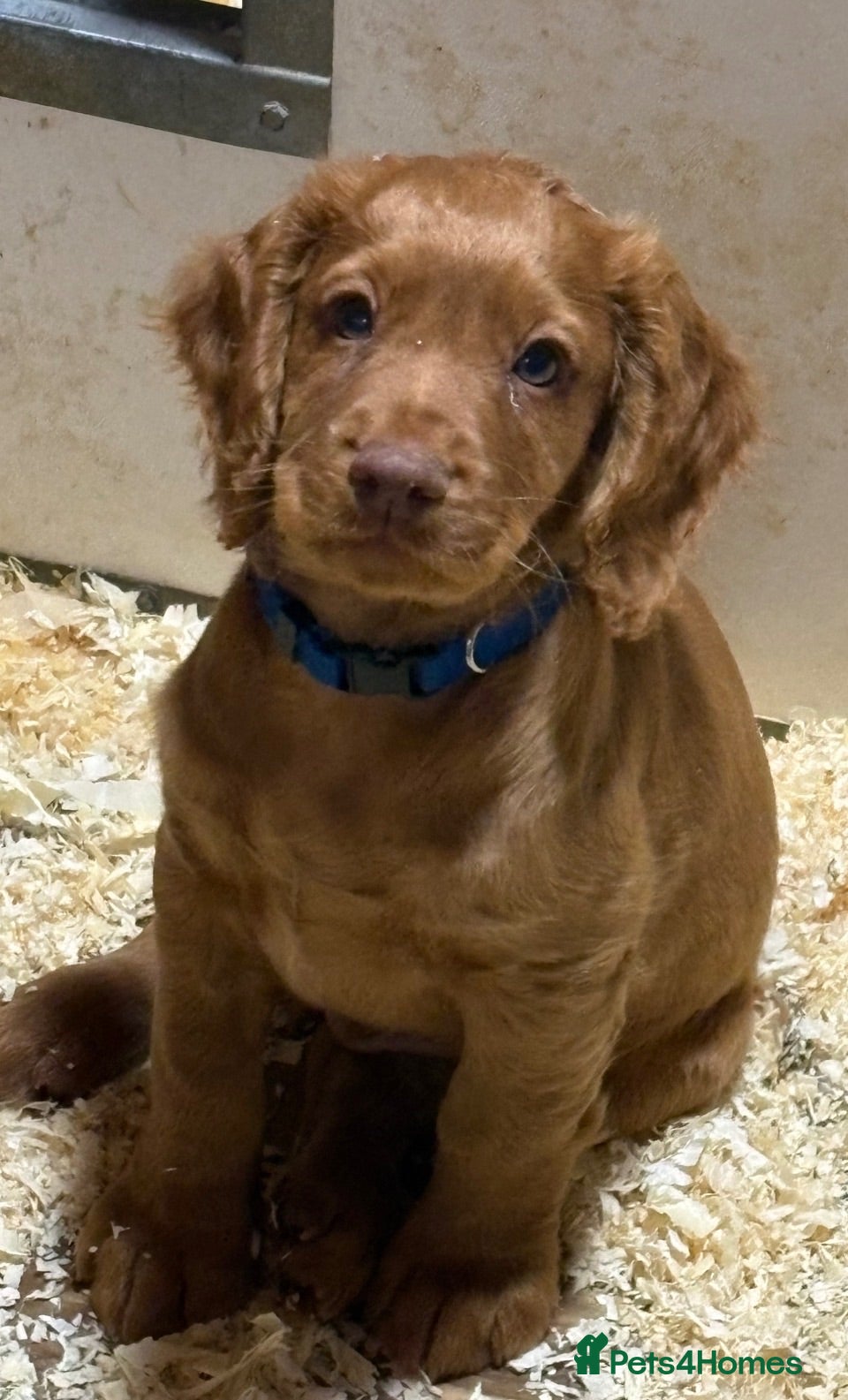 Cocker Spaniel dogs Well bred working cocker spaniel puppies - Advert 1