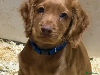 Cocker Spaniel dogs Well bred working cocker spaniel puppies - Advert 1