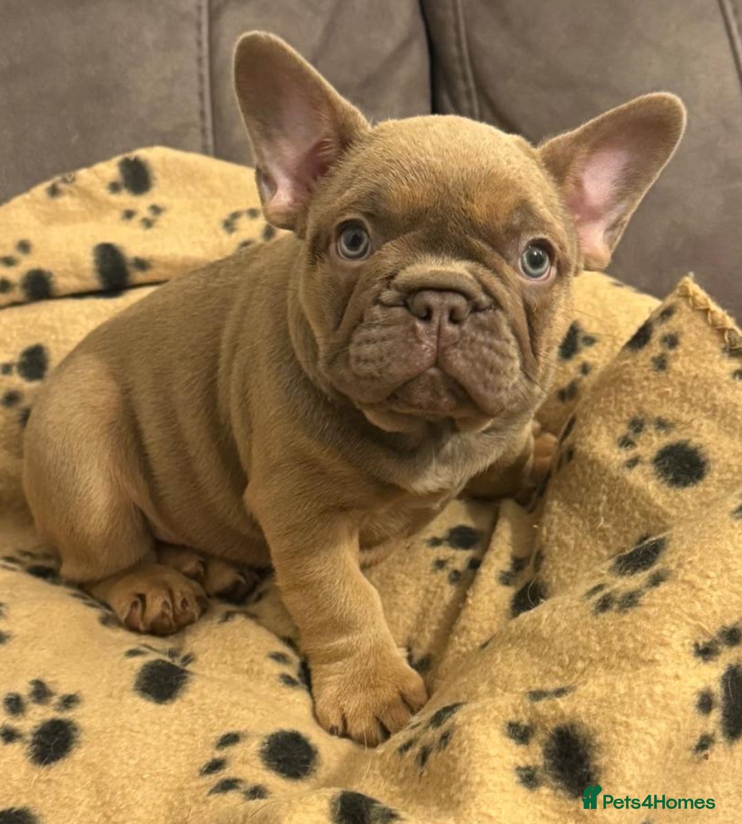 French Bulldog dogs for sale: Adorable Isabella carrying pink frenchie pups - Image 16
