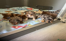 Jack Russell dogs for sale: 9 Jack Russel merles - Image 5