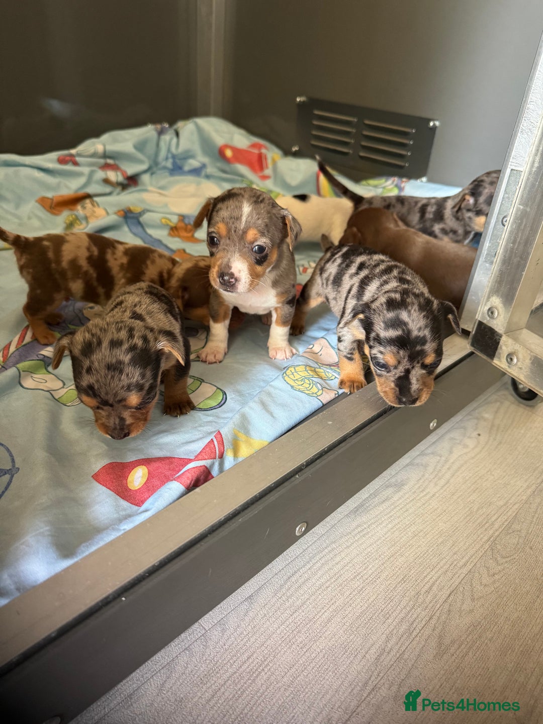 Jack Russell dogs for sale: 9 Jack Russel merles - Image 5