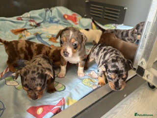 Jack Russell dogs - Advert 19