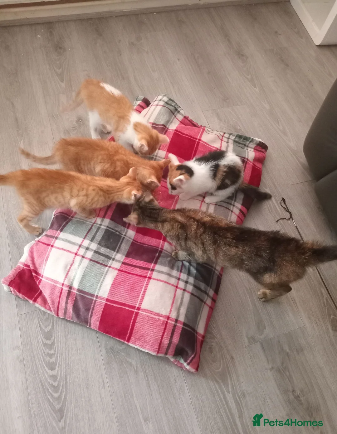 American Shorthair cats for sale: Kittens looking for new - Advert 6