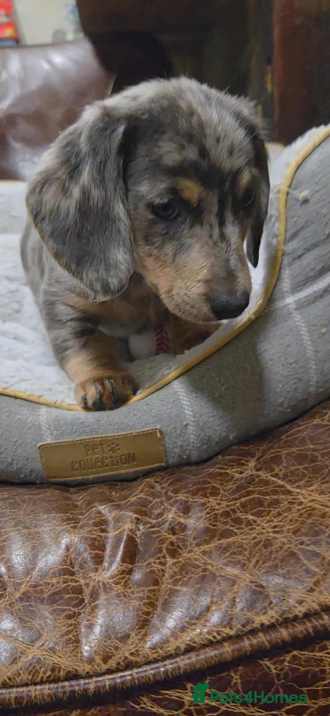 Dachshund dogs for sale: Dachshund puppies  - Image 29