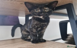 Mixed Breed cats for sale: Mixed Breed Kitten 4 - Somali female kitten for sale - Image 9