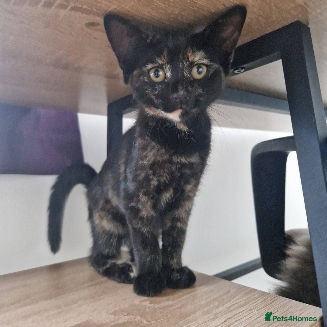 Mixed Breed cats for sale: Mixed Breed Kitten 4 - Somali female kitten for sale - Image 9