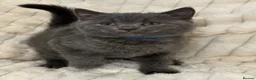 British Shorthair cats for sale: READY TO LEAVE⭐️♥️NW LONDON ♥️⭐️ - Advert 14