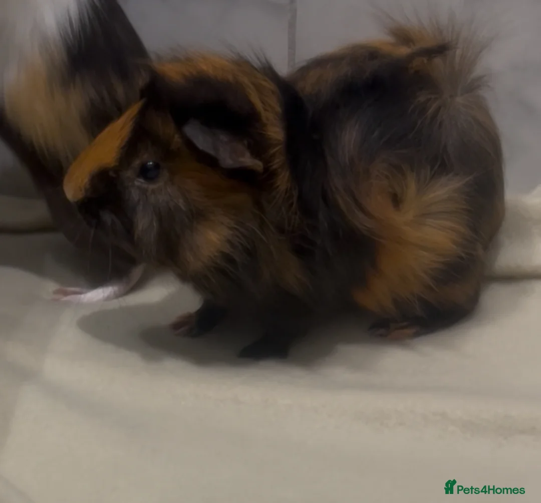 Guinea Pig rodents for sale: piglet and roo in London - Advert 3