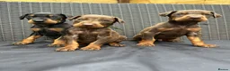 Dobermann dogs for sale: Beautiful family dobermans * 3 pups left * - Advert 19