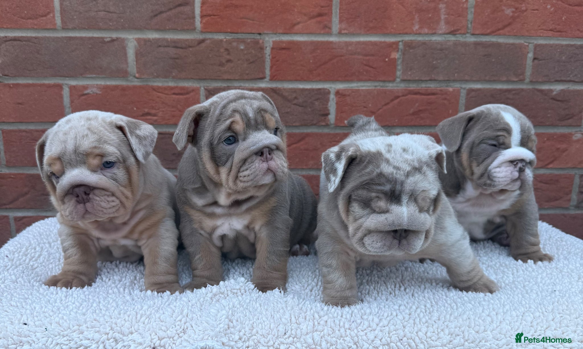 English Bulldog dogs Mr Muscles litter KC Quality English bulldogs - Advert 2