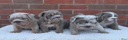 English Bulldog dogs for sale: Mr Muscles litter KC Quality English bulldogs - Advert 2