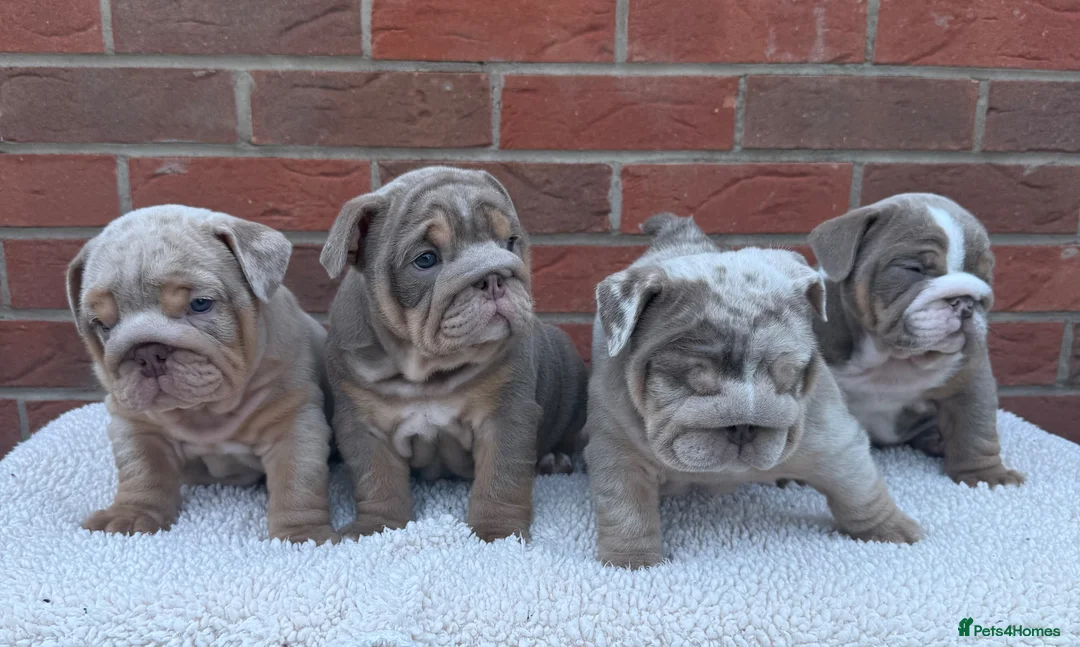 English Bulldog dogs for sale: Mr Muscles litter KC Quality English bulldogs - Advert 2