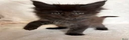Maine Coon cats for sale: READY NOW 🐾 STUNNING GCCF MAINE COON KITTENS 🐾 - Advert 19