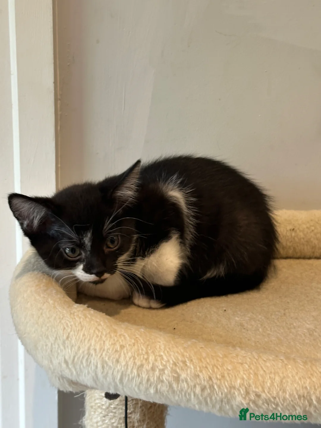 Mixed Breed cats for sale: 2 beautiful mixed-breed kittens left - Advert 7