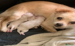 Mixed Breed dogs for sale: Malchi puppies  - Image 6