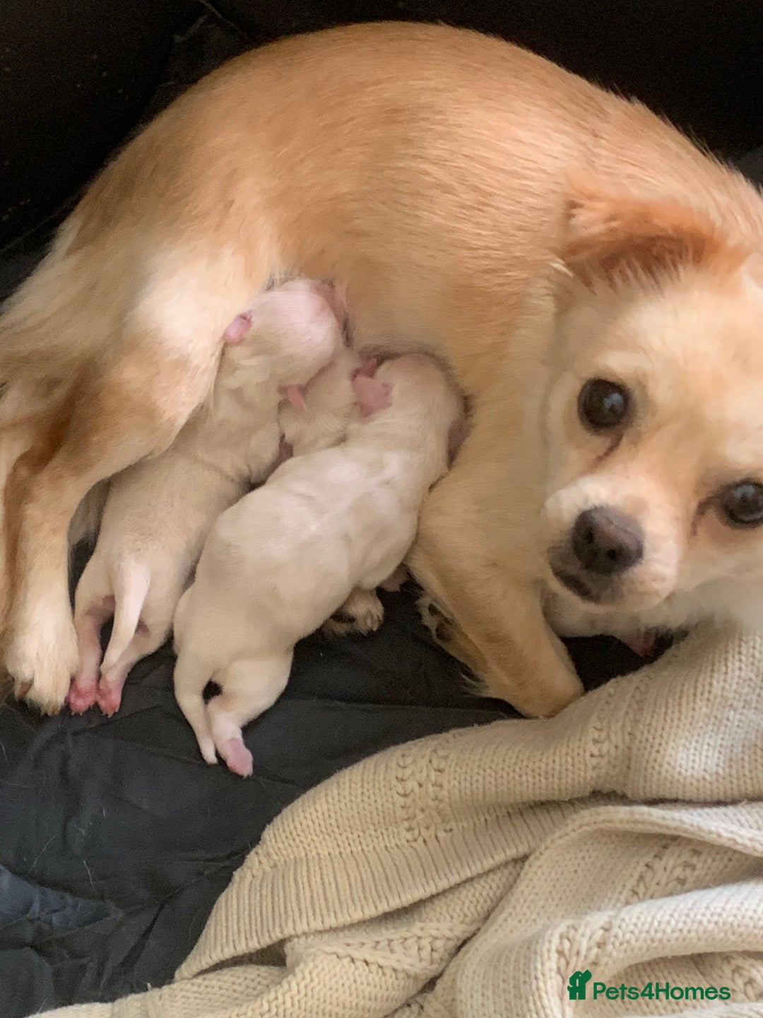 Mixed Breed dogs for sale: Malchi puppies  - Image 6