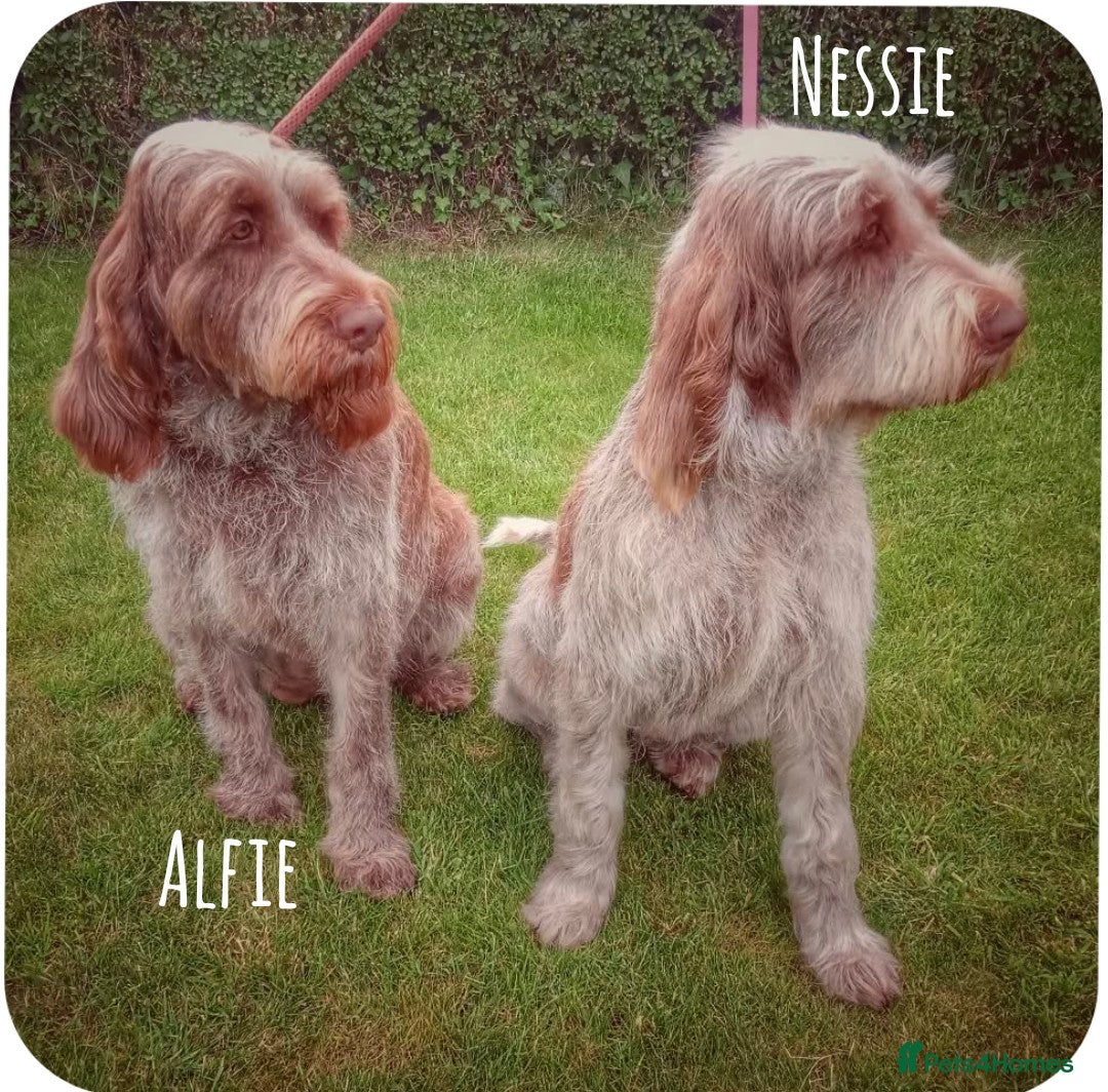 Italian Spinone dogs for sale: A beautiful litter of Italian Spinones  - Image 12