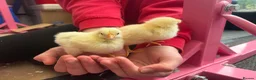 Chickens poultry for sale: 5 day old hybrid chicks - Advert 2