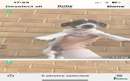 Jack Russell dogs for sale: Jack russsell puppy’s for sale small type - Image 17