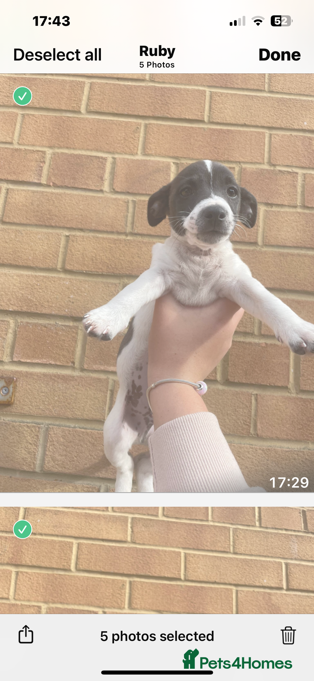 Jack Russell dogs for sale: Jack russsell puppy’s for sale small type - Image 17
