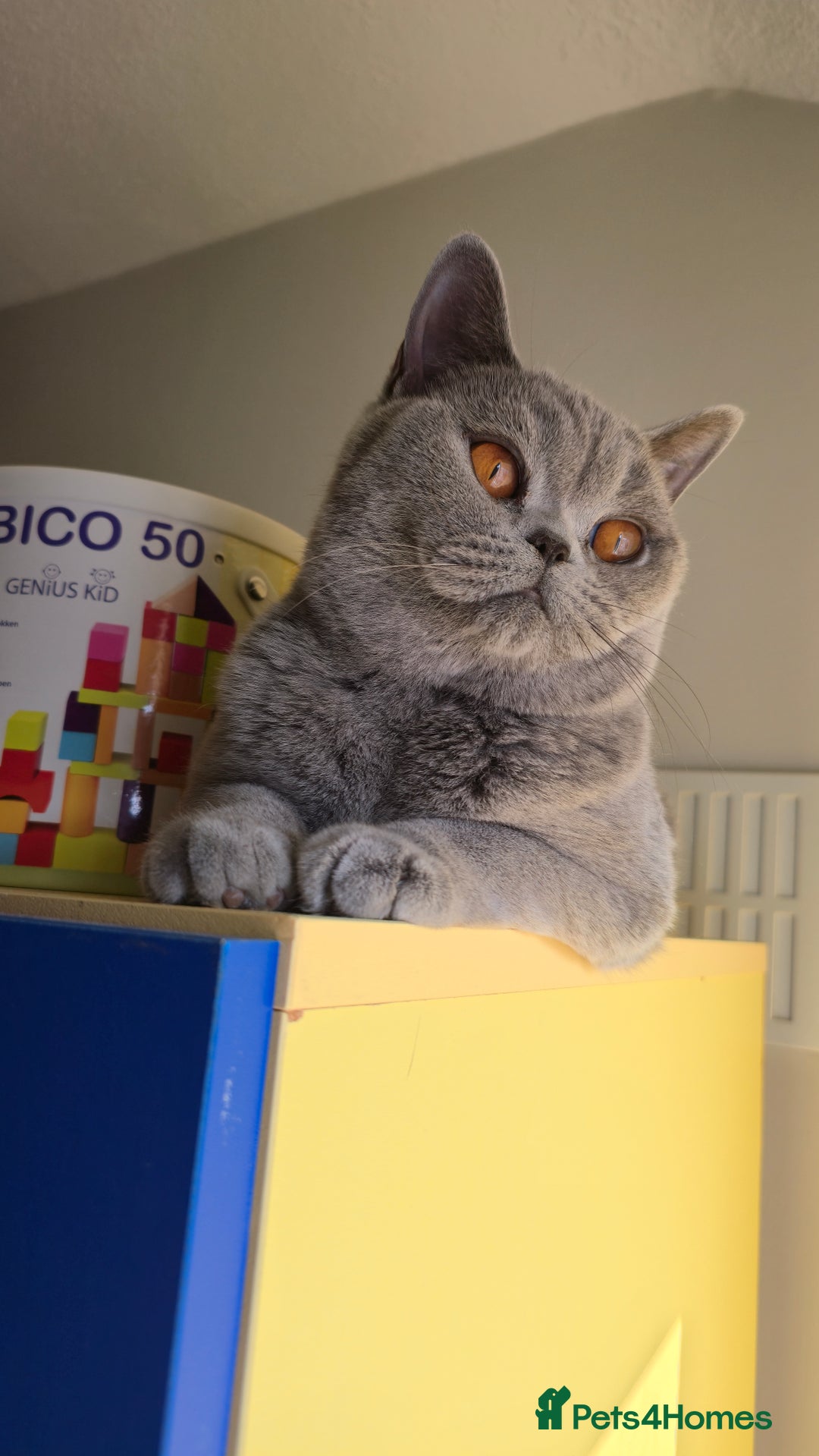 British Shorthair cats for sale: Stunning GCCF&TICA Active BSH Queen - Advert 5