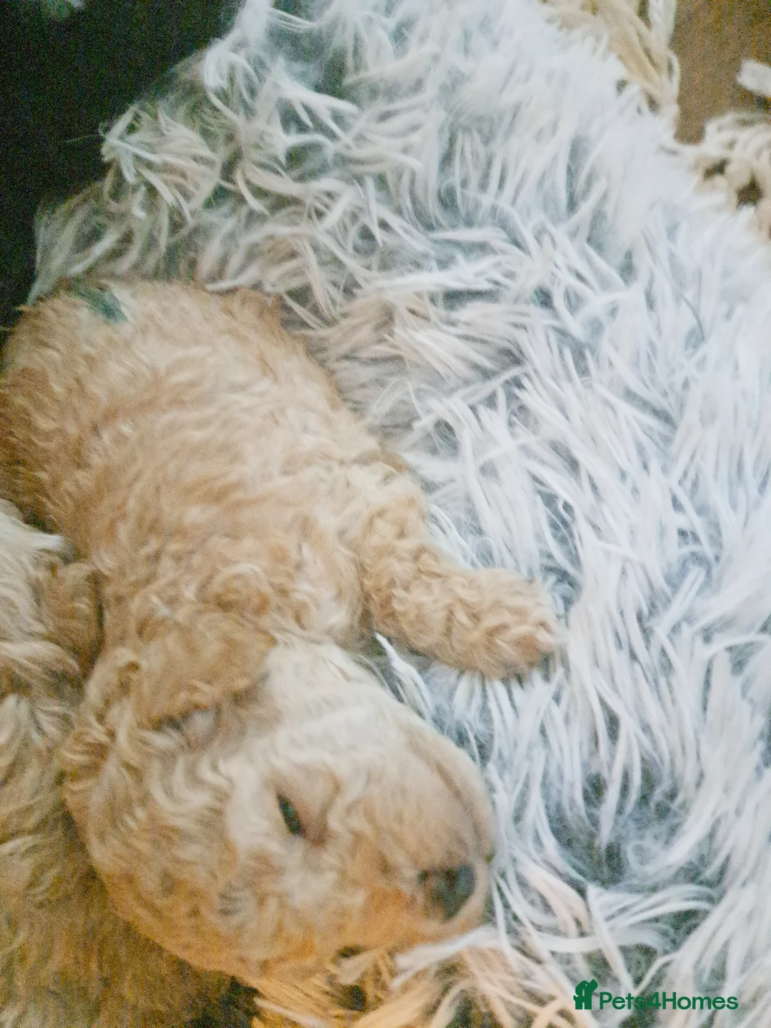 Toy Poodle dogs for sale:   **   day toy poodle kc girls&boys black and red - Advert 10