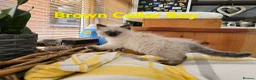 Ragdoll cats for sale: Beautiful ragdolls - Advert 21