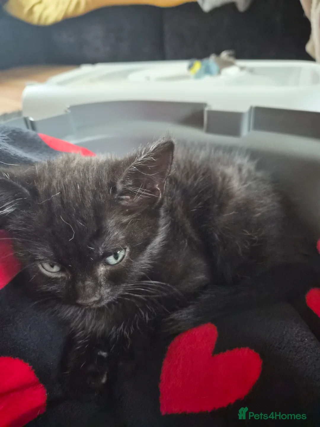 Mixed Breed cats for sale: Small Black Female Kitten - Advert 2